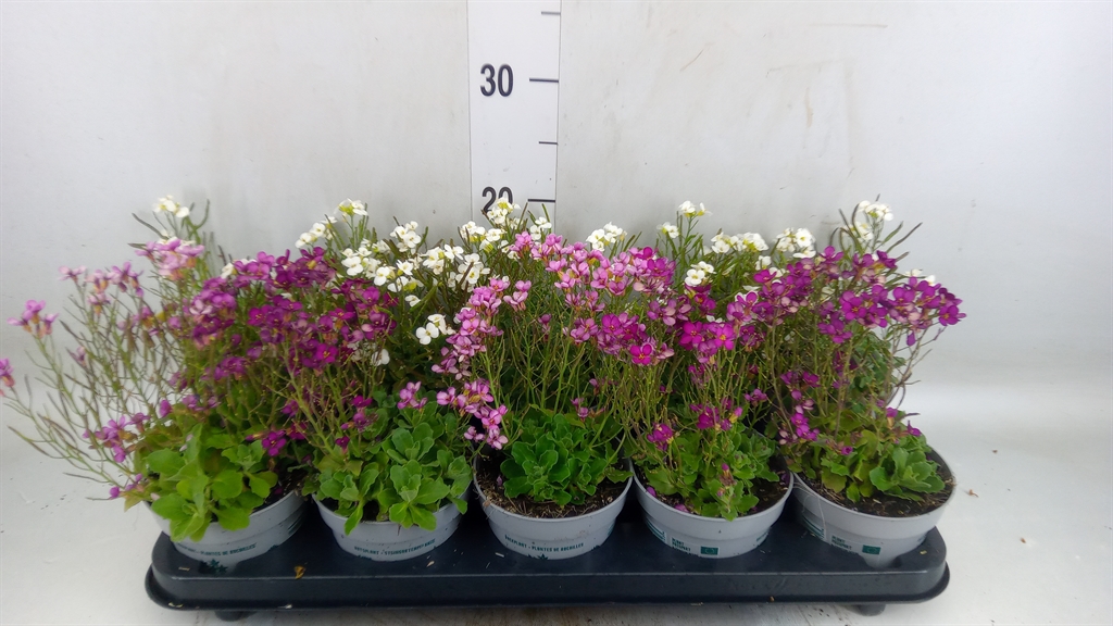 Горшечные цветы и растения оптом Arabis Caucasica от 10шт из Голландии с доставкой по России
