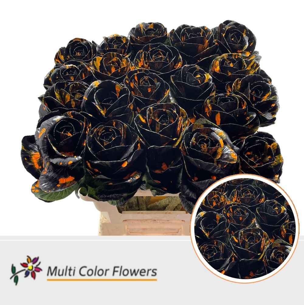 Срезанные цветы оптом Brassica paint black splash orange от 20шт из Голландии с доставкой по России