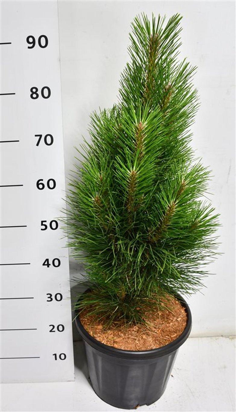 Горшечные цветы и растения оптом Pinus Nigra green Tower от 1шт из Голландии с доставкой по России