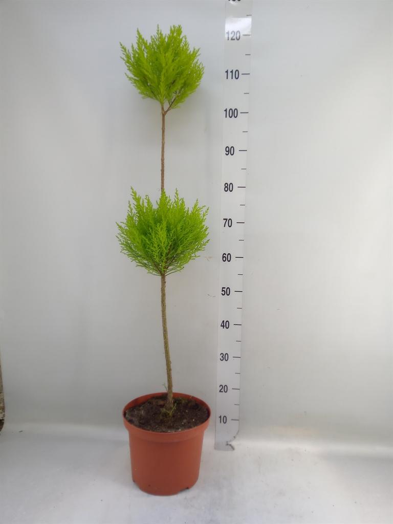 Горшечные цветы и растения оптом Cupressus Duo Boll от 1шт из Голландии с доставкой по России