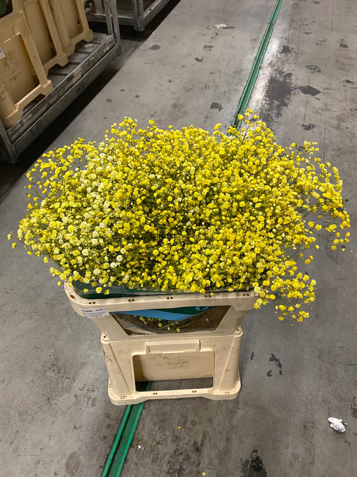 Срезанные цветы оптом Gyps ec paint xlence yellow 1000g от 25шт из Голландии с доставкой по России