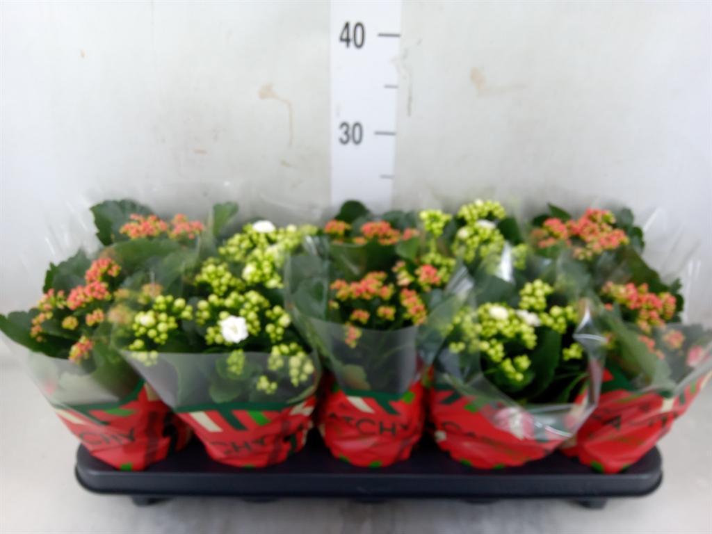 Горшечные цветы и растения оптом Kalanchoe Blos.   ..rosebud Mix  2 от 10шт из Голландии с доставкой по России