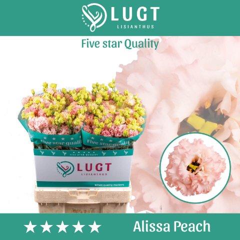Срезанные цветы оптом Lisianthus do alissa peach от 50шт из Голландии с доставкой по России