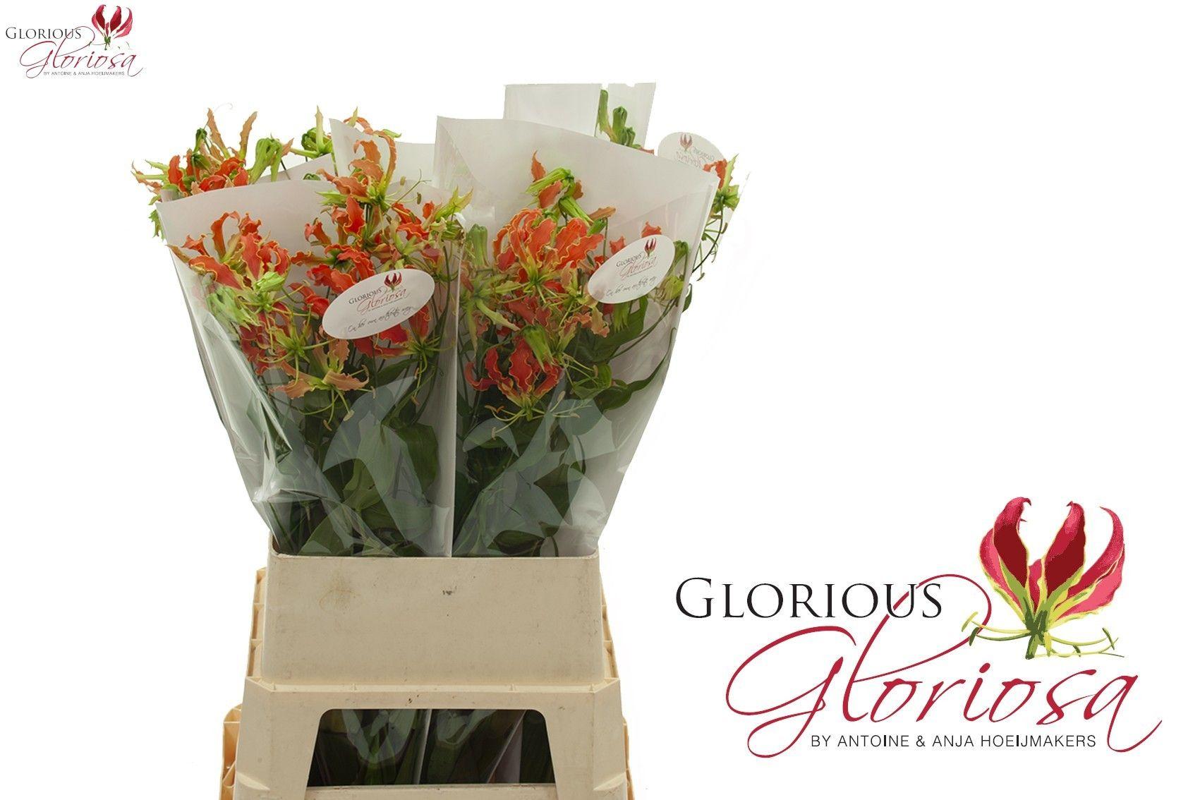 Срезанные цветы оптом Gloriosa exotic orange от 30шт из Голландии с доставкой по России Срезанные цветы оптом Gloriosa exotic orange от 30шт из Голландии с доставкой по России