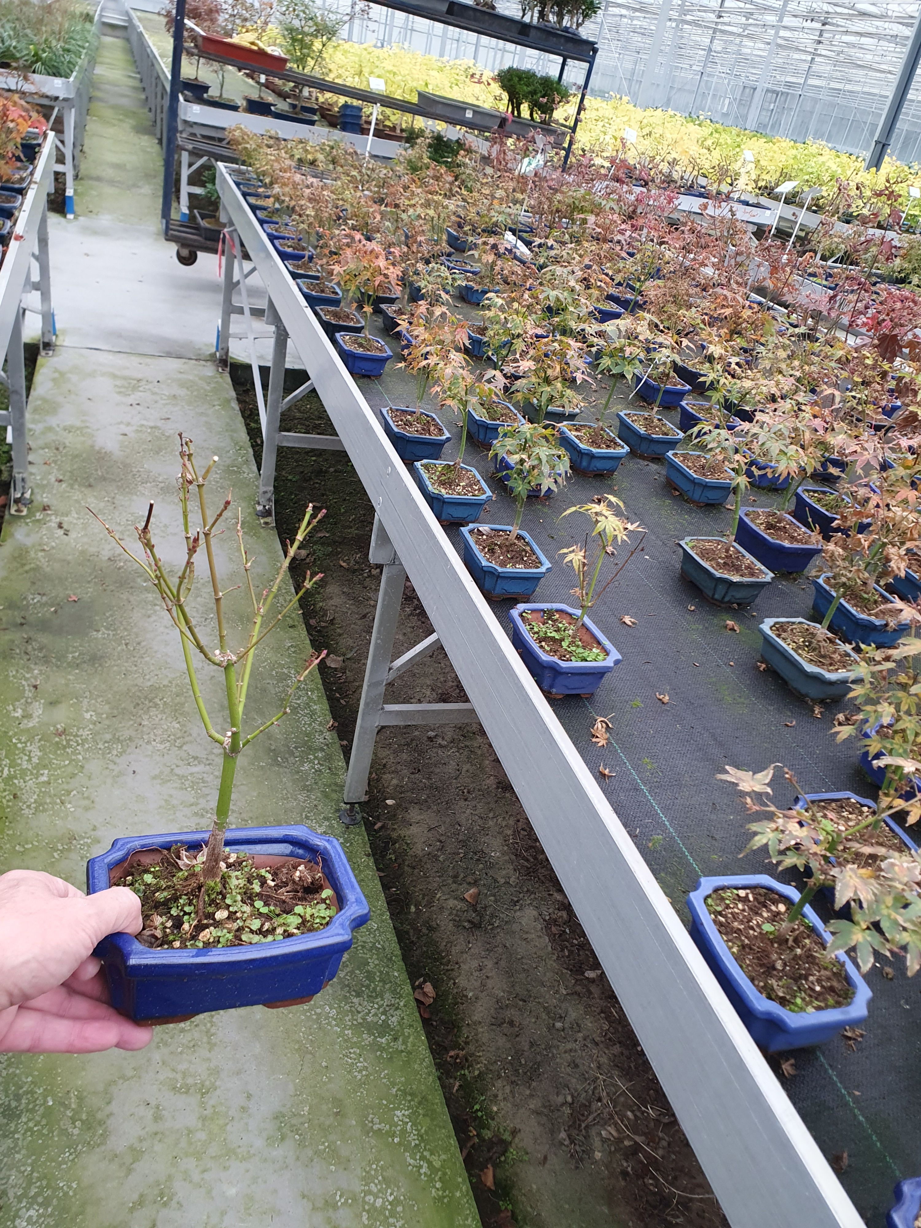 Горшечные цветы и растения оптом Bonsai Acer Palmatum Little Princess With Driptray от 8шт из Голландии с доставкой по России