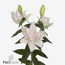 Срезанные цветы оптом Lilium or dbl roselily anouska от 50шт из Голландии с доставкой по России