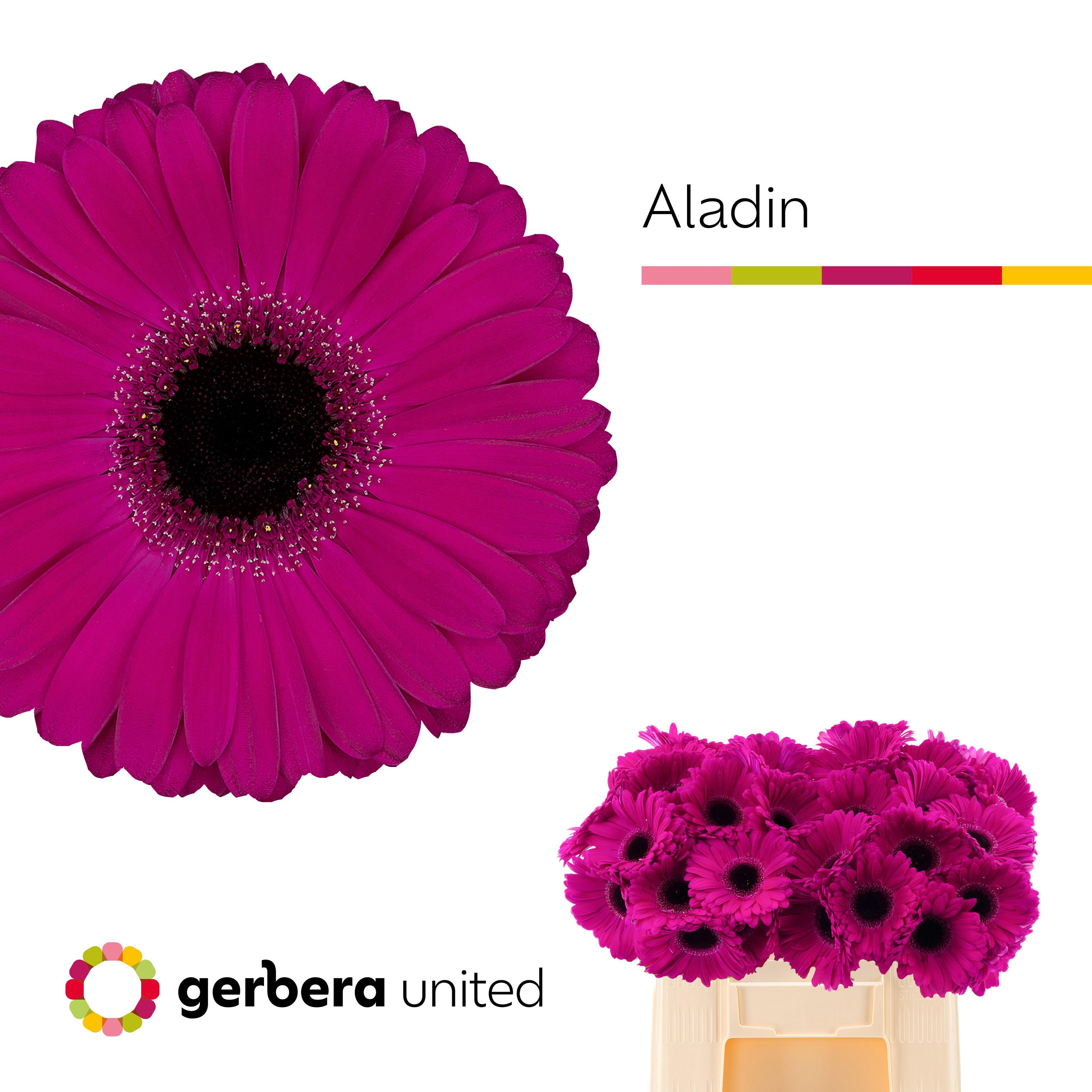Срезанные цветы оптом Gerbera aladin от 40шт из Голландии с доставкой по России
