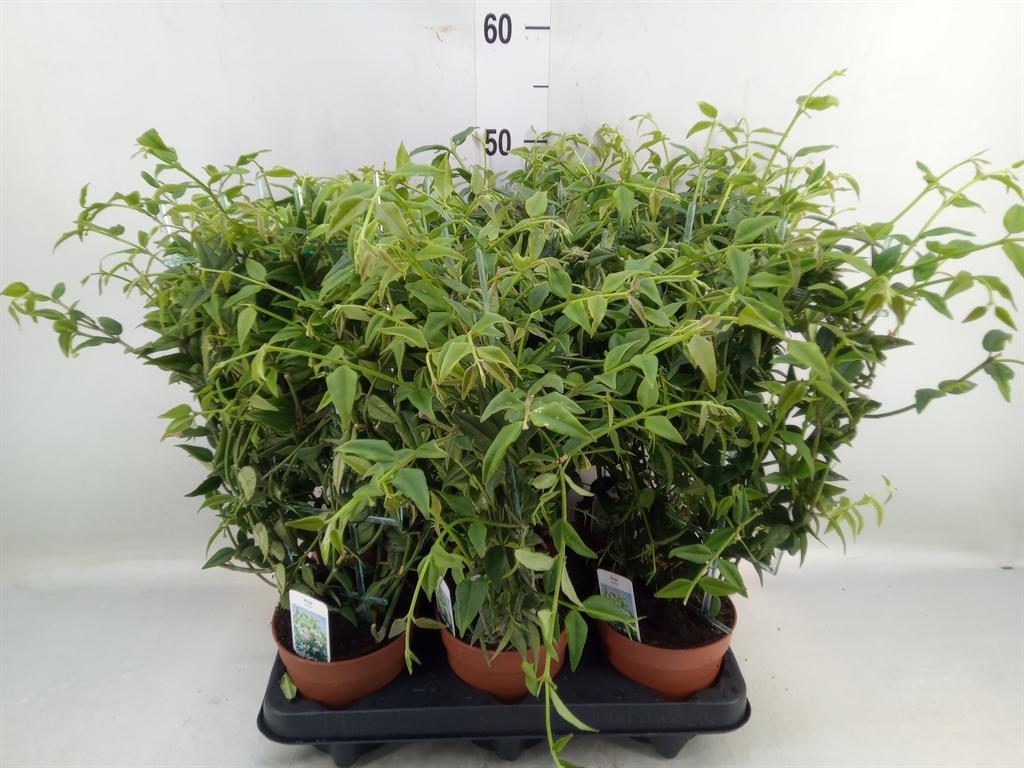 Горшечные цветы и растения оптом Hoya Bella от 6шт из Голландии с доставкой по России