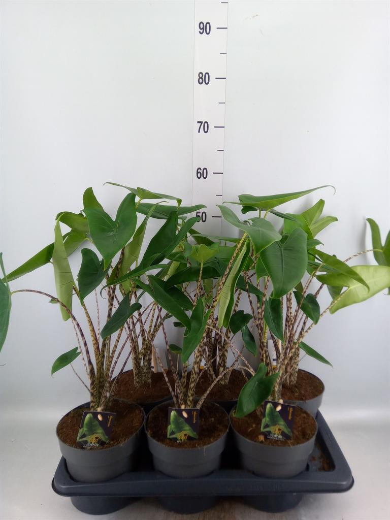 Горшечные цветы и растения оптом Alocasia Zebrina от 6шт (для телеги) из Голландии с доставкой по России