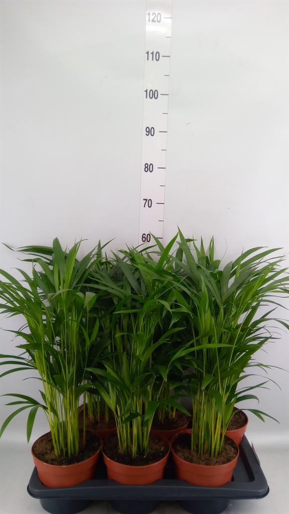 Горшечные цветы и растения оптом Dypsis Lutescens   ...chrysalidoca от 6шт из Голландии с доставкой по России