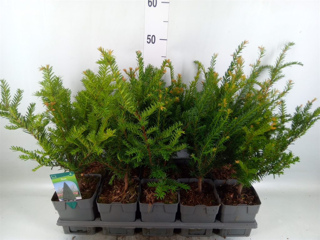 Горшечные цветы и растения оптом Taxus Baccata от 10шт из Голландии с доставкой по России