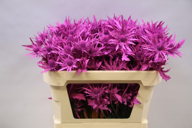 Срезанные цветы оптом Eryngium orion paint cerise от 30шт из Голландии с доставкой по России