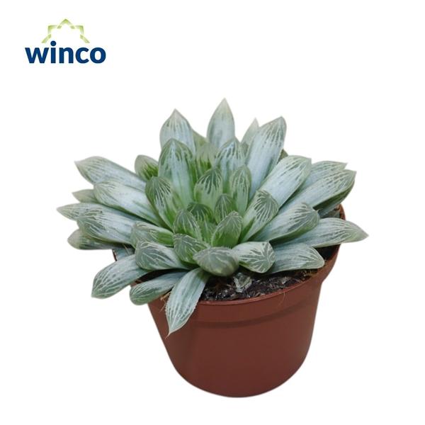 Горшечные цветы и растения оптом Haworthia Cymbiformis white Tiger от 10шт из Голландии с доставкой по России