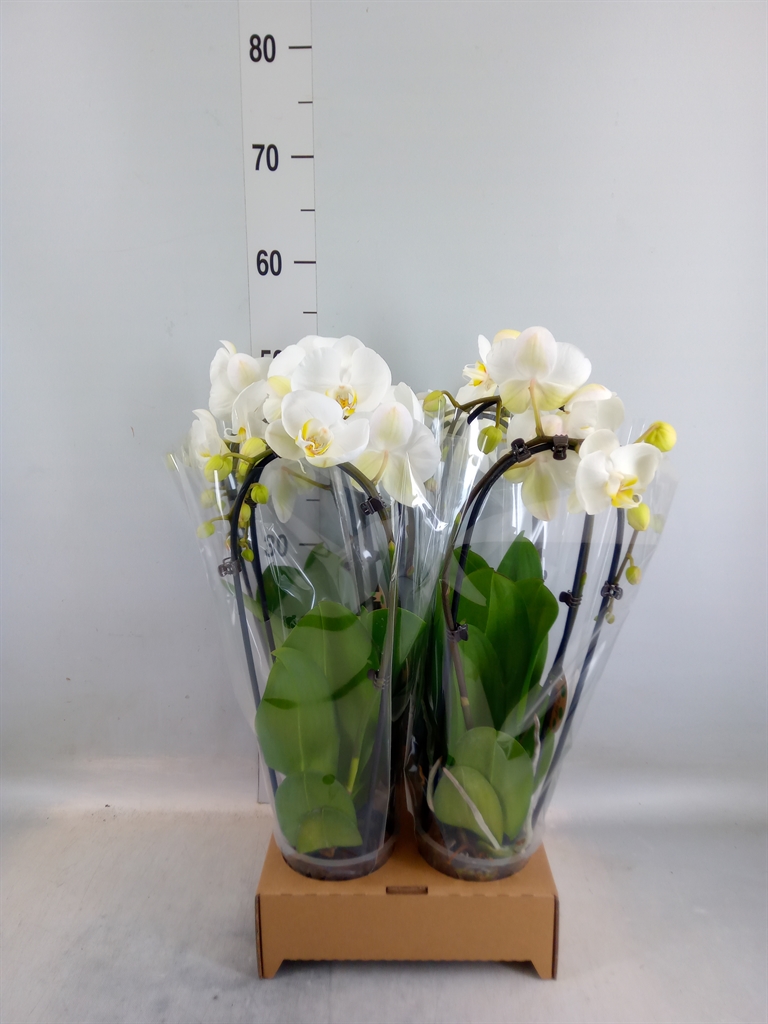 Горшечные цветы и растения оптом Phal Elegant Cascade от 4шт из Голландии с доставкой по России