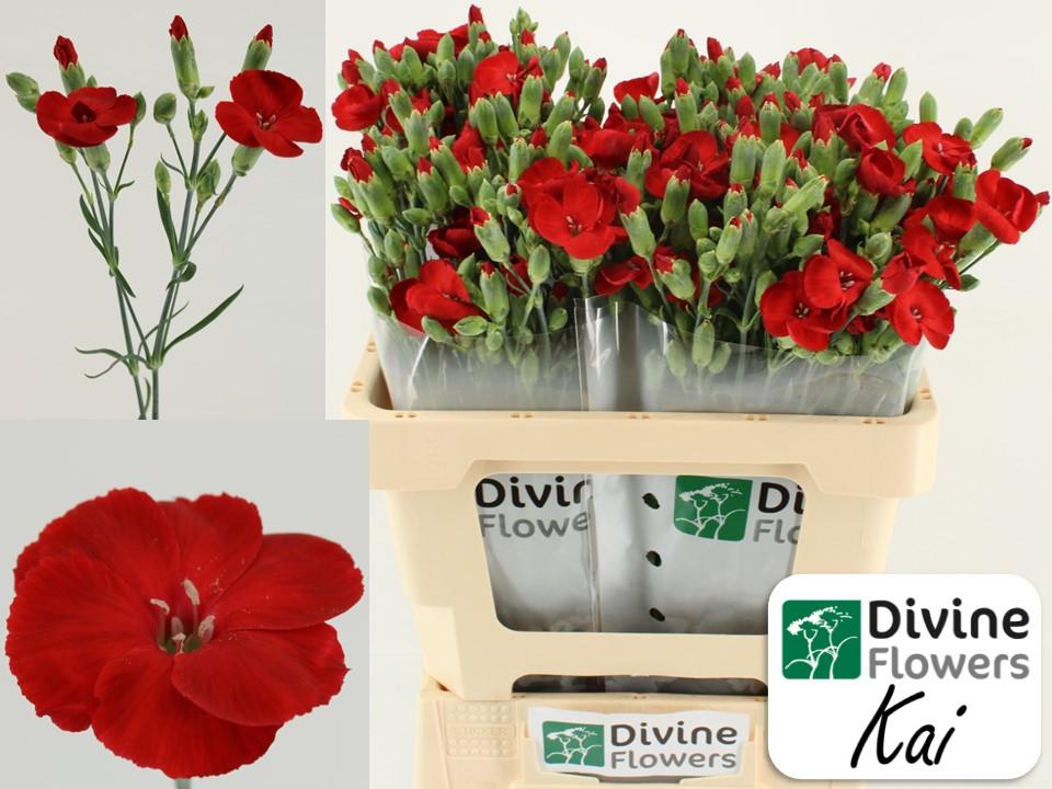 Срезанные цветы оптом Dianthus sp solomio kai от 60шт из Голландии с доставкой по России