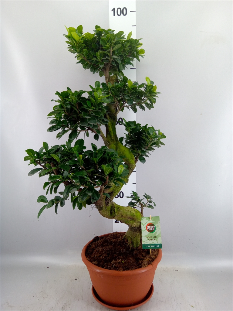 Горшечные цветы и растения оптом Ficus Microcarpa ginseng от 1шт из Голландии с доставкой по России