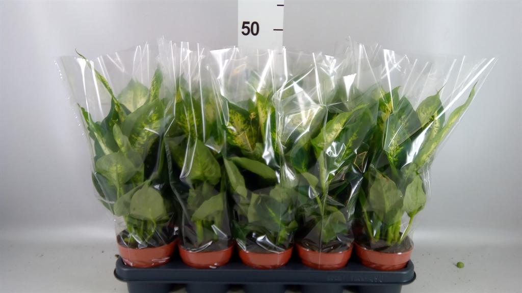 Горшечные цветы и растения оптом Dieffenbachia Compacta от 10шт из Голландии с доставкой по России