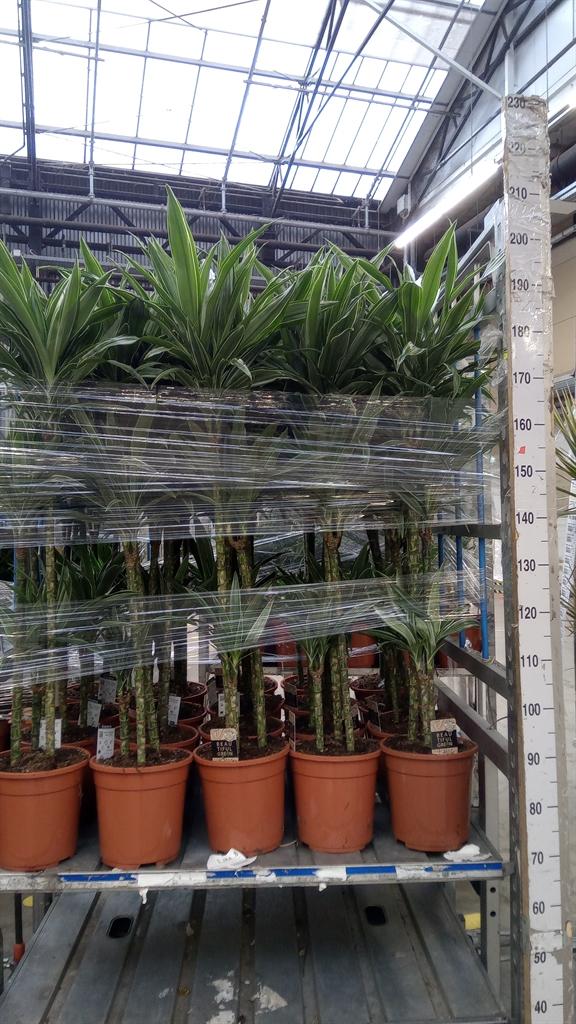 Горшечные цветы и растения оптом Dracaena Fr De warneckei от 1шт из Голландии с доставкой по России