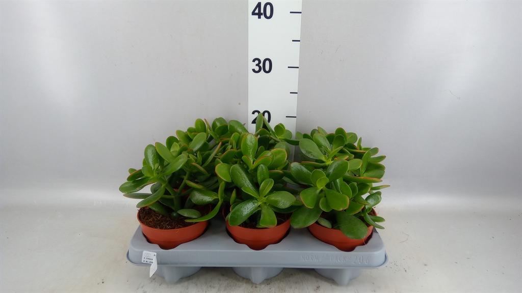 Горшечные цветы и растения оптом Crassula Ovata от 6шт из Голландии с доставкой по России