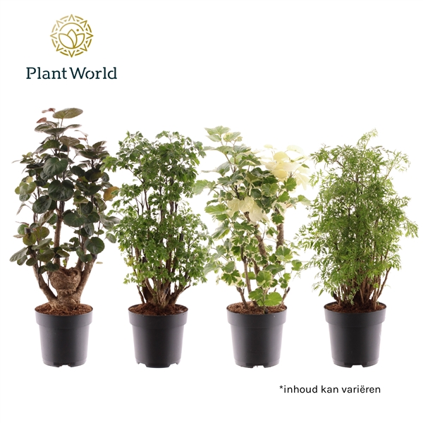 Горшечные цветы и растения оптом Polyscias Mix от 6шт из Голландии с доставкой по России