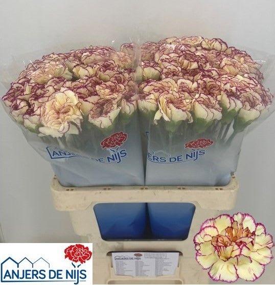 Срезанные цветы оптом Dianthus st flounder+ от 80шт из Голландии с доставкой по России