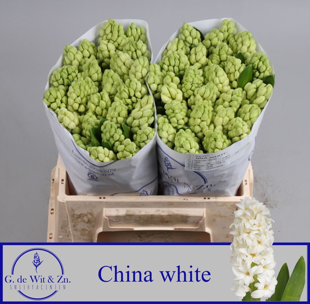 Срезанные цветы оптом Hyacinthus china white от 50шт из Голландии с доставкой по России