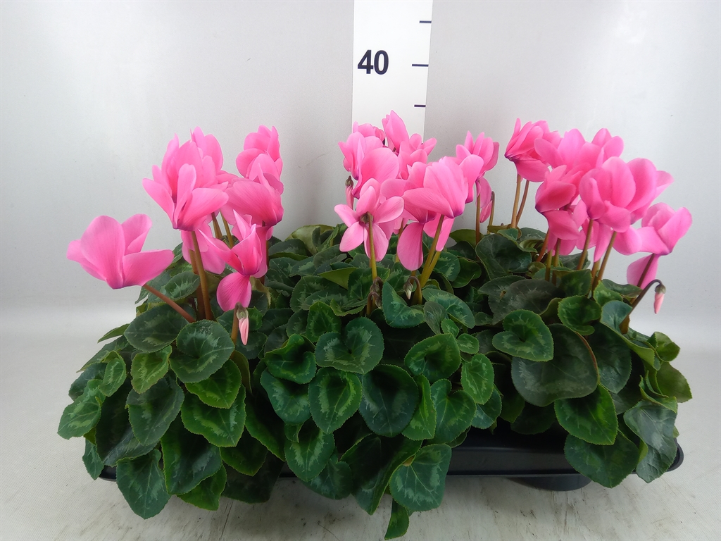 Горшечные цветы и растения оптом Corokia Cotoneaster AA от 8шт из Голландии с доставкой по России