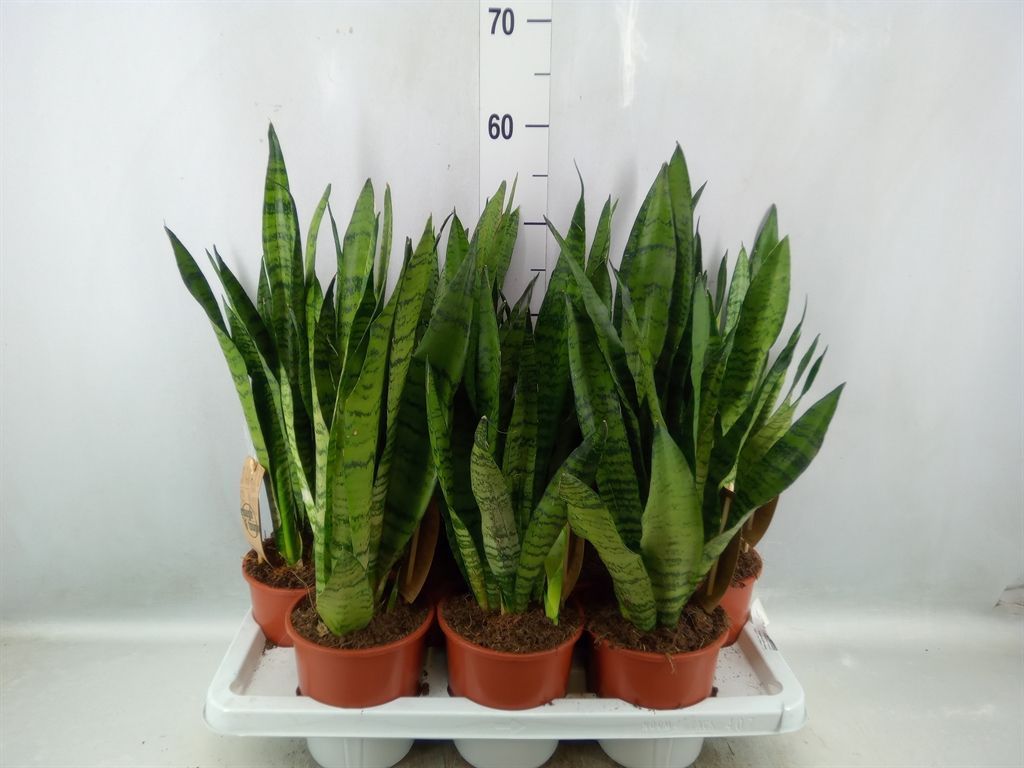 Горшечные цветы и растения оптом Sansevieria Zeylanica от 7шт из Голландии с доставкой по России