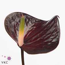 Срезанные цветы оптом Anthurium love black от 15шт из Голландии с доставкой по России