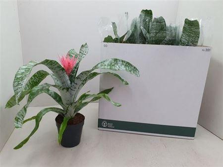 Горшечные цветы и растения оптом Aechmea Primera Xl от 8шт из Голландии с доставкой по России