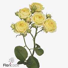 Срезанные цветы оптом Rosa sp lemon trendsetter от 15шт из Голландии с доставкой по России