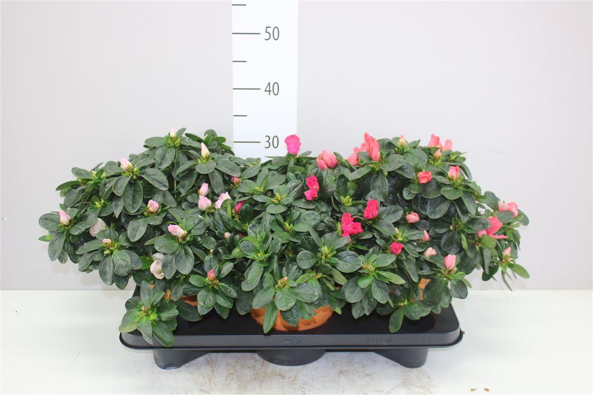 Горшечные цветы и растения оптом Rhododendron Si Gemengd Terracotta Pot от 3шт из Голландии с доставкой по России