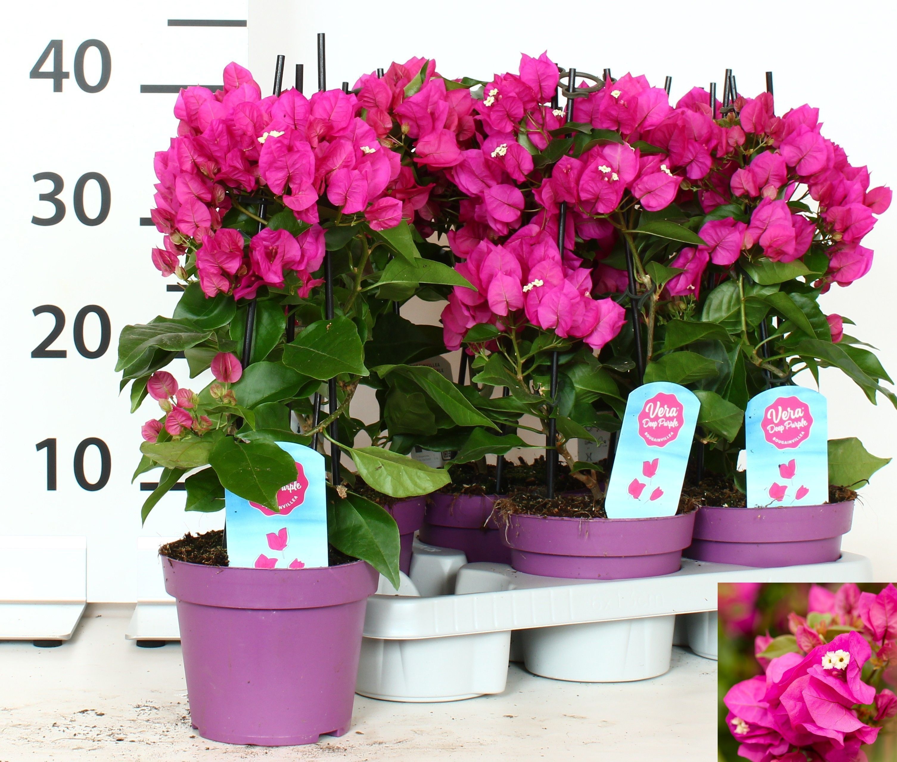 Горшечные цветы и растения оптом Bougainv Vera D P Im от 6шт из Голландии с доставкой по России