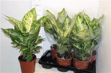 Горшечные цветы и растения оптом Dieffenbachia Mars от 6шт из Голландии с доставкой по России