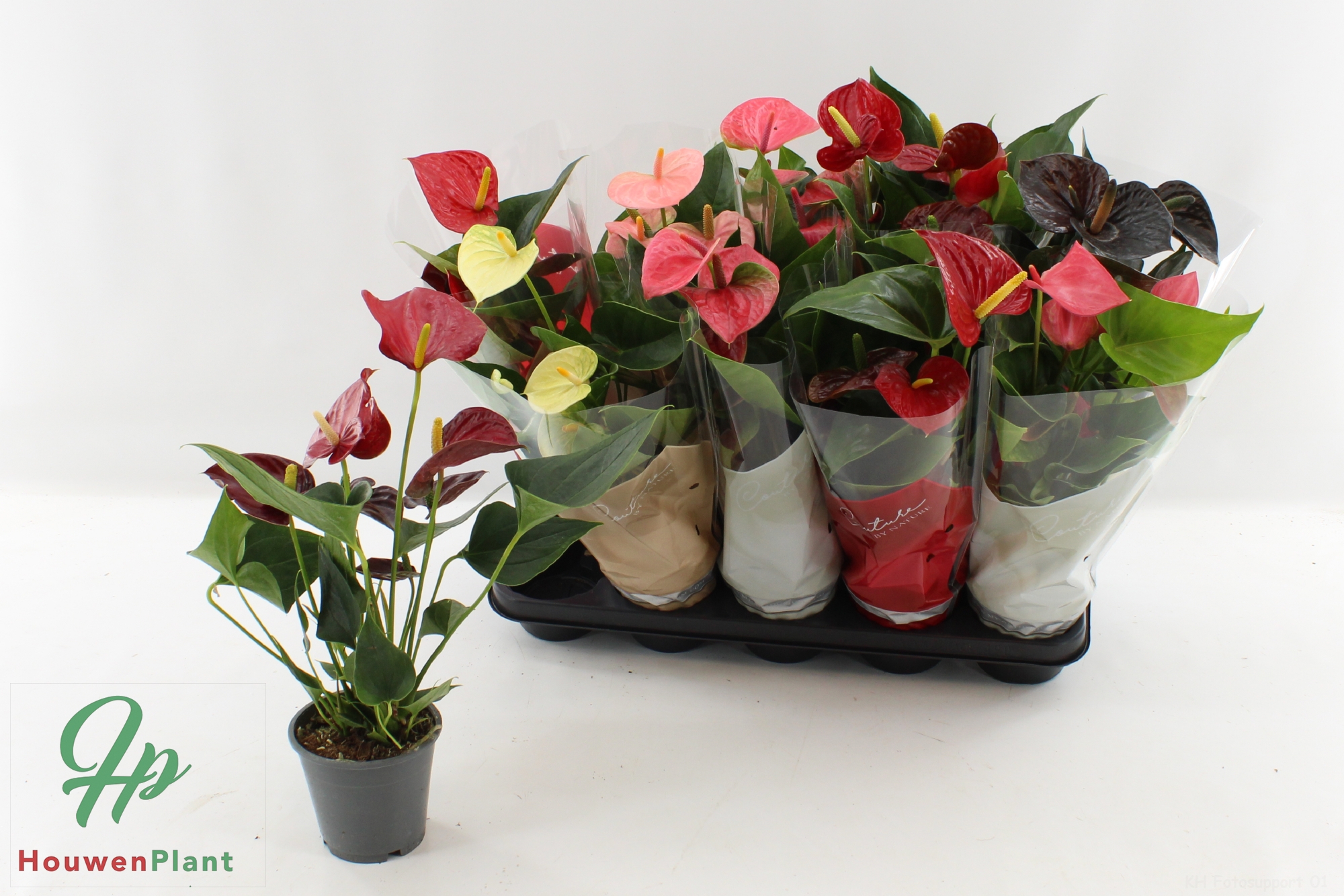 Горшечные цветы и растения оптом Anthu An Gem 4 Kl от 10шт из Голландии с доставкой по России