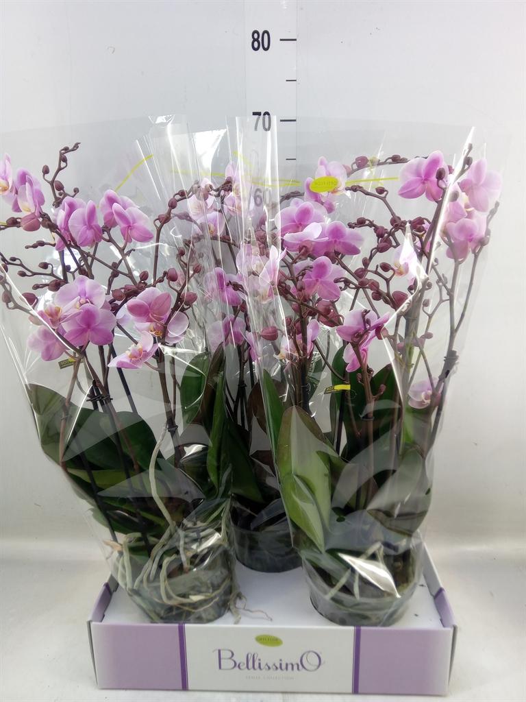 Горшечные цветы и растения оптом Phalaenopsis Multi.   ...rose от 3шт из Голландии с доставкой по России