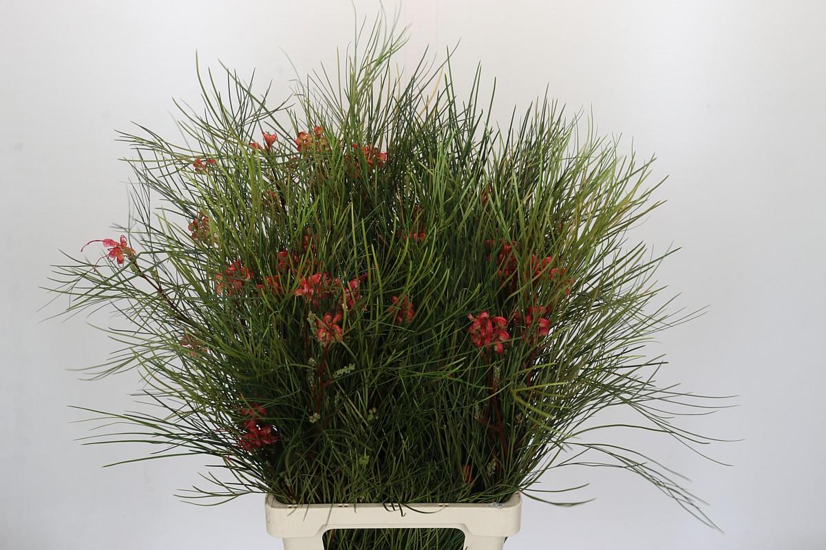 Срезанные цветы оптом Grevillea johnsonii от 50шт из Голландии с доставкой по России