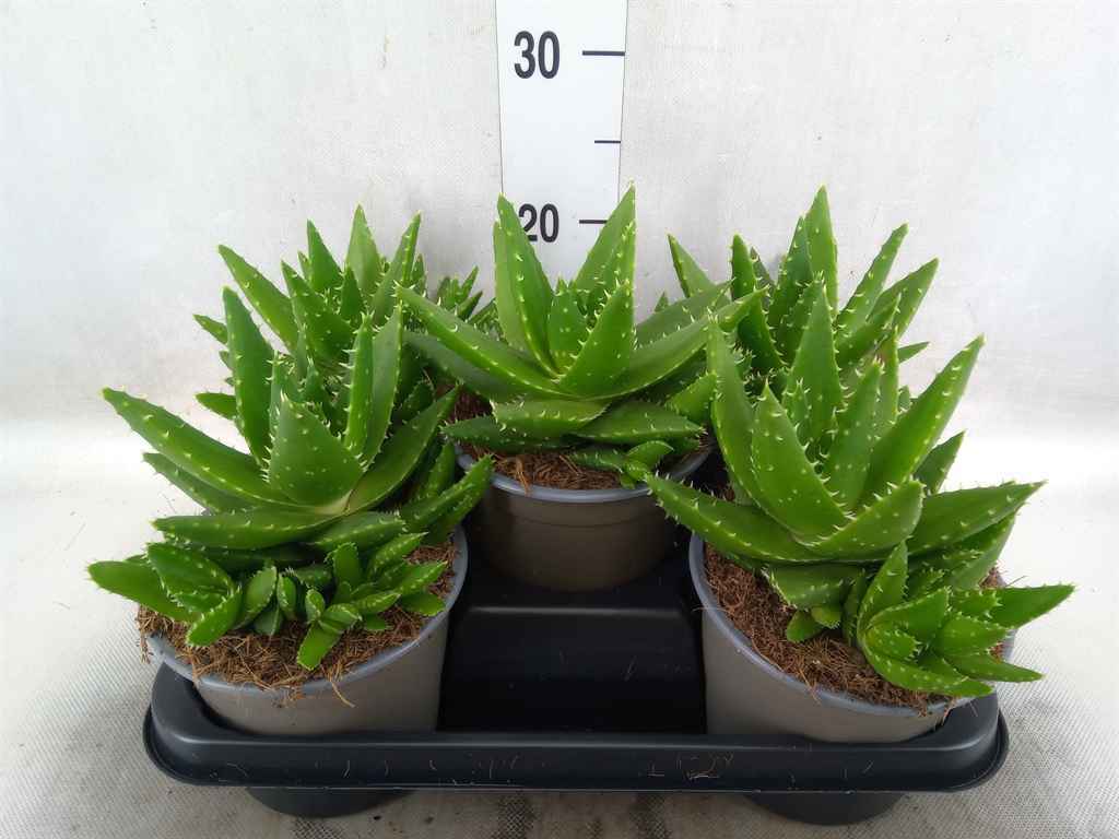 Горшечные цветы и растения оптом Aloe Perfoliata от 5шт из Голландии с доставкой по России
