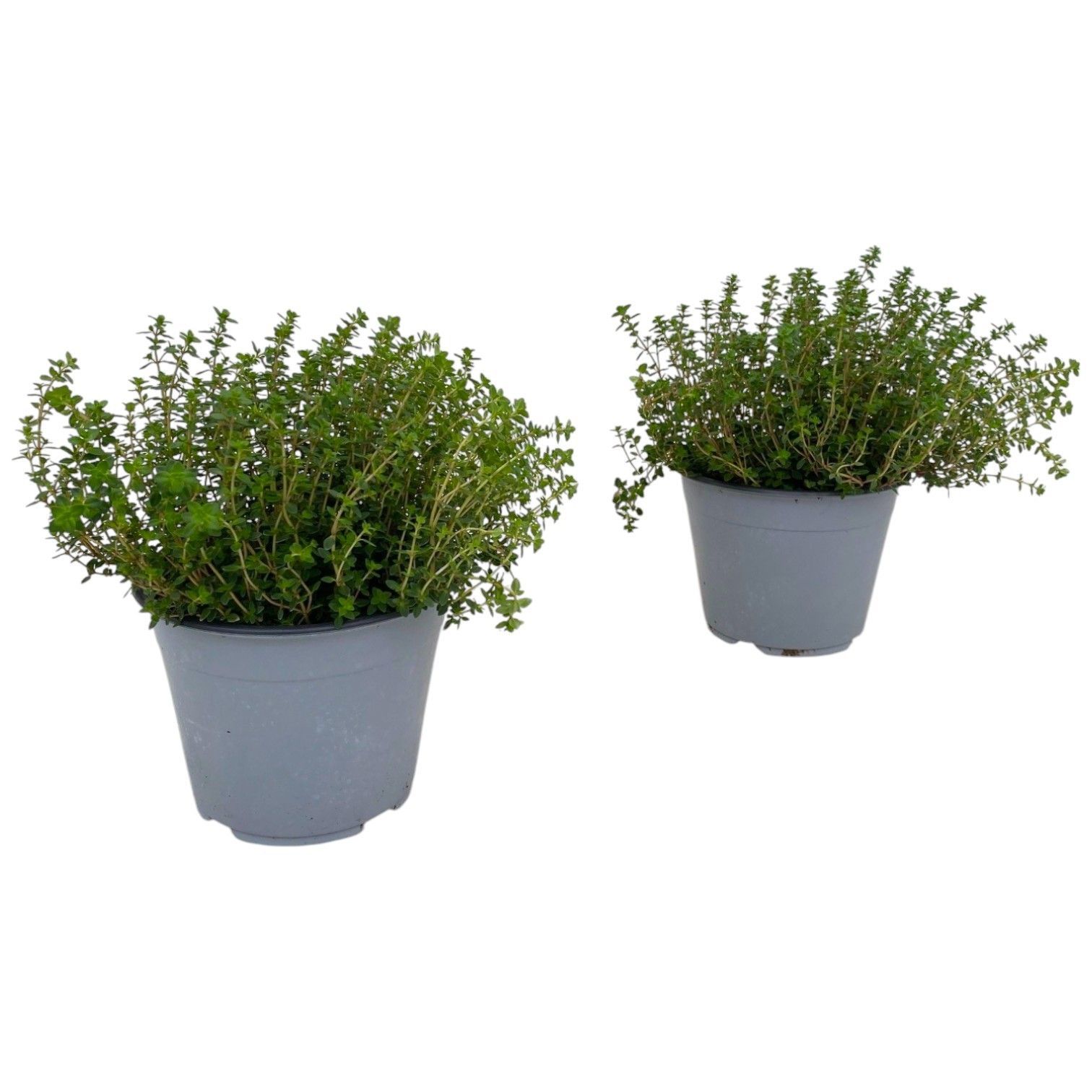 Горшечные цветы и растения оптом Thymus Citriodorus от 8шт из Голландии с доставкой по России