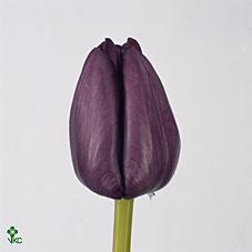 Срезанные цветы оптом Tulipa si saigon от 50шт из Голландии с доставкой по России