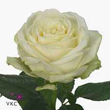 Срезанные цветы оптом Rosa la avalanche+ Koene White Gold от 50шт из Голландии с доставкой по России