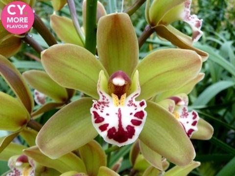 Срезанные цветы оптом Minicymbidium green greenland от 5шт. из Голландии с доставкой по России