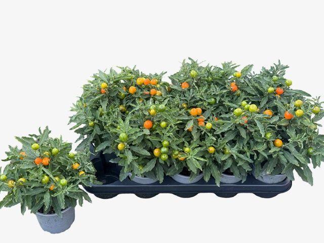 Горшечные цветы и растения оптом Solan Pseudocapsic от 10шт из Голландии с доставкой по России