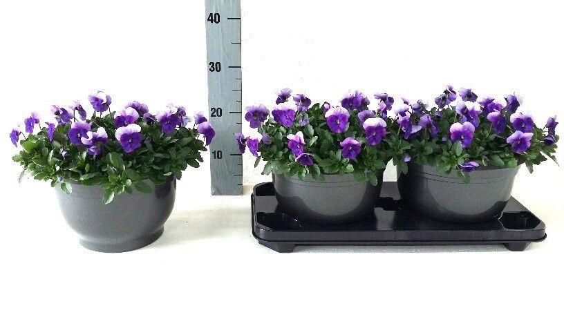 Горшечные цветы и растения оптом Vio Co Sor Vio Beac от 2шт из Голландии с доставкой по России