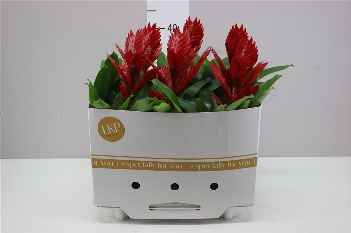 Горшечные цветы и растения оптом Vriesea Venga от 6шт из Голландии с доставкой по России