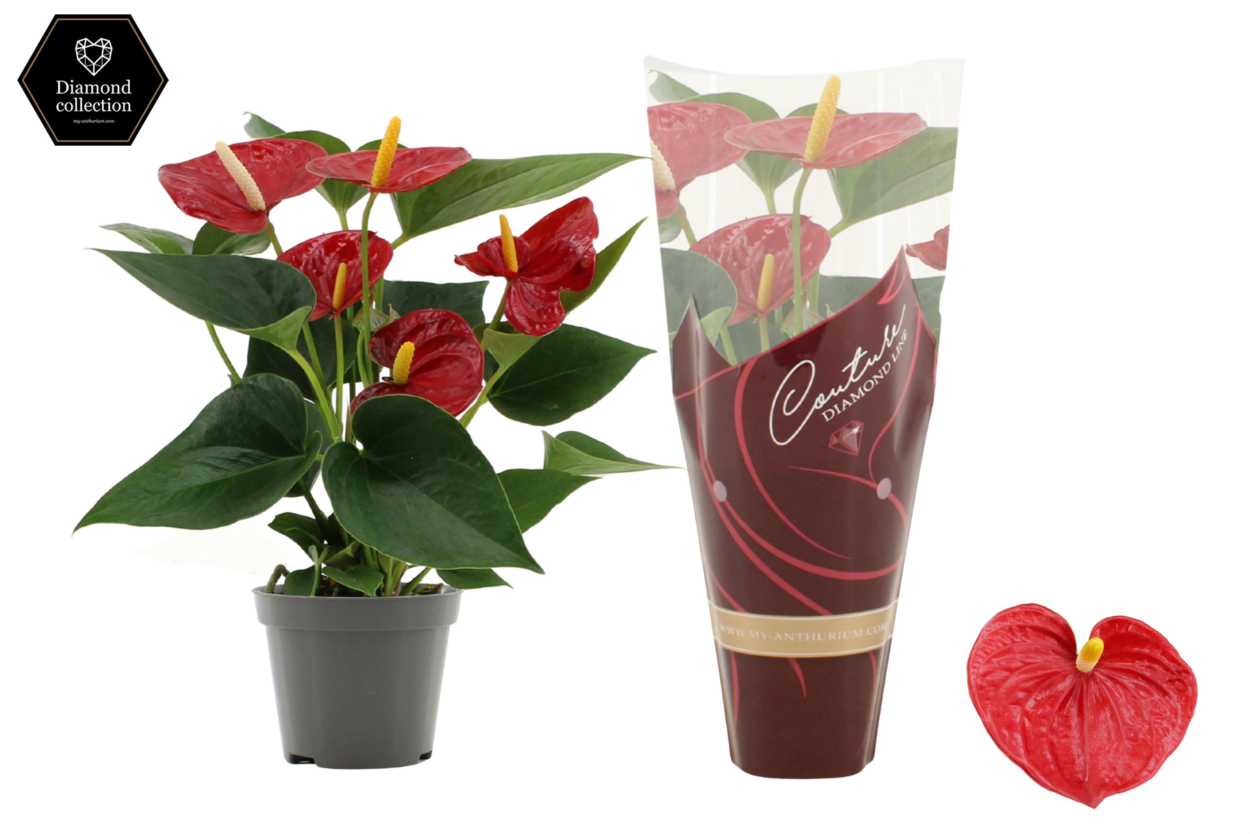 Горшечные цветы и растения оптом Anth An Diamond Red In Couture Diamond Line Purp от 12шт (для телеги) из Голландии с доставкой по России