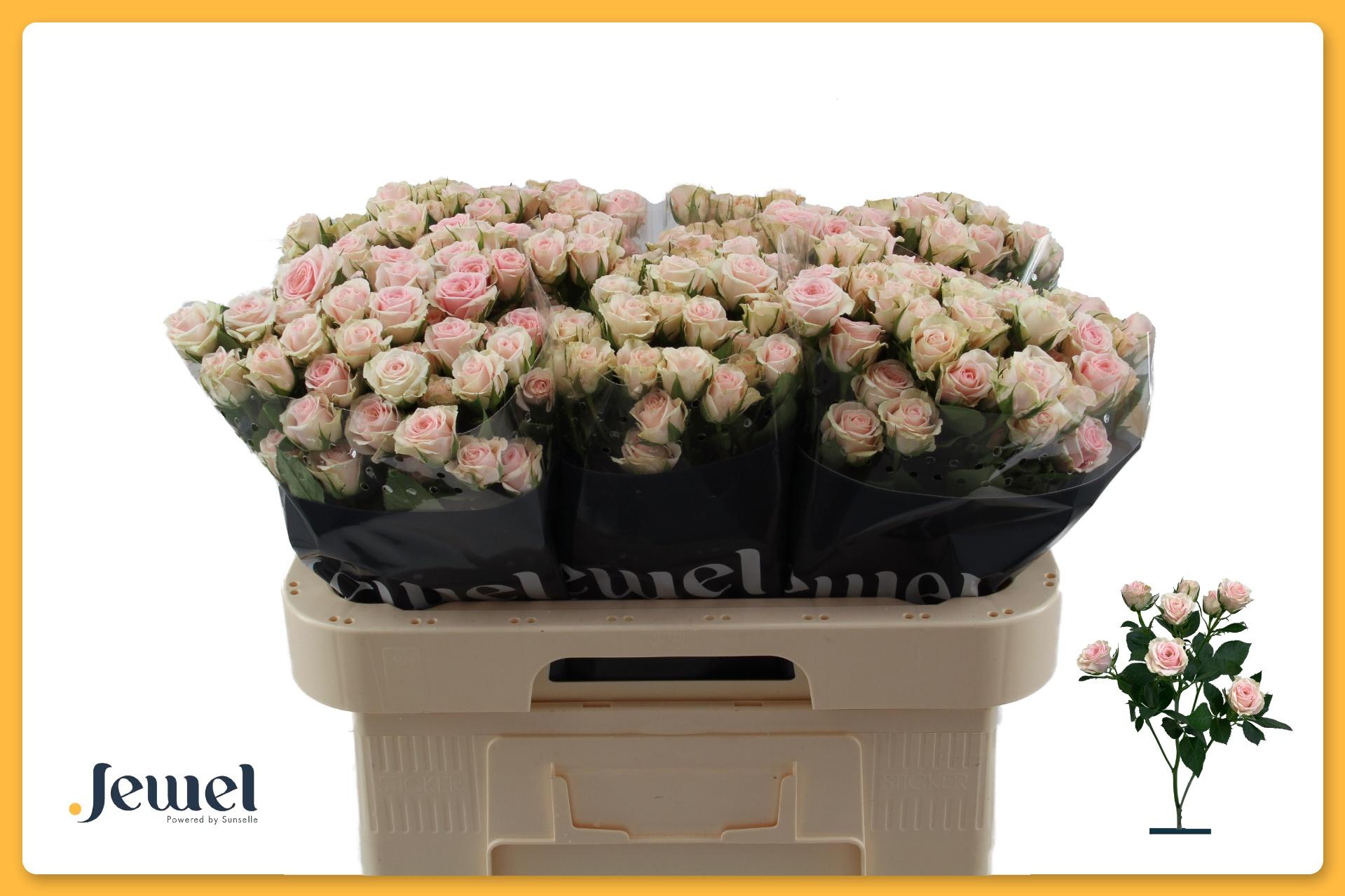 Срезанные цветы оптом Rosa spray severina от 50шт из Голландии с доставкой по России