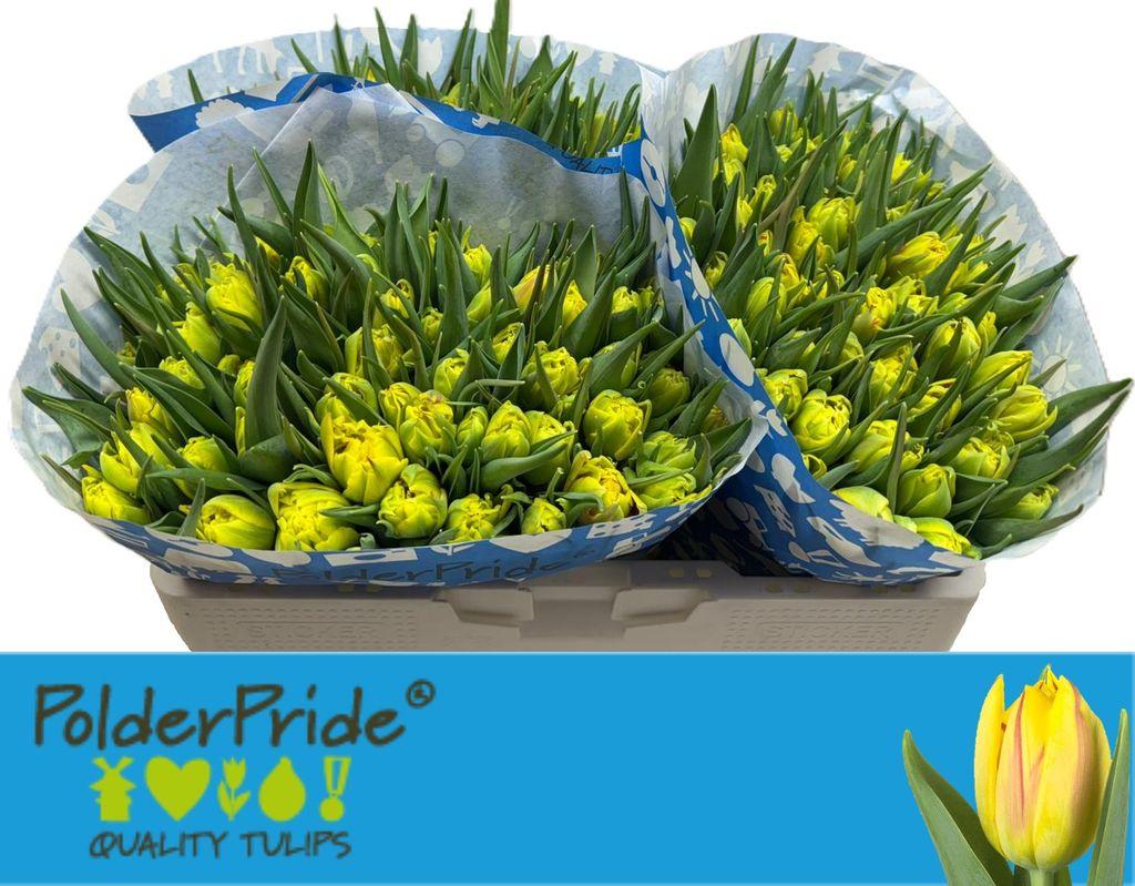 Срезанные цветы оптом Tulipa do monsella от 150шт из Голландии с доставкой по России