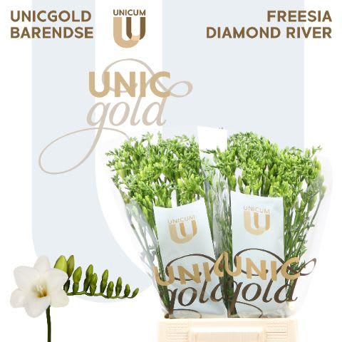 Срезанные цветы оптом Freesia si diamond river A от 100шт из Голландии с доставкой по России