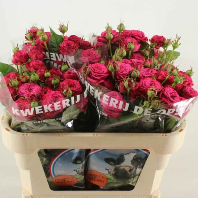 Срезанные цветы оптом Rosa sp rush от 30шт из Голландии с доставкой по России